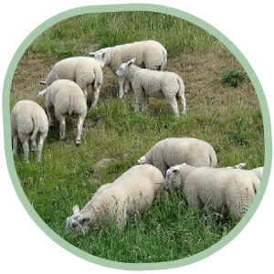 boerindeklas-foto-sector-schapenhouderij
